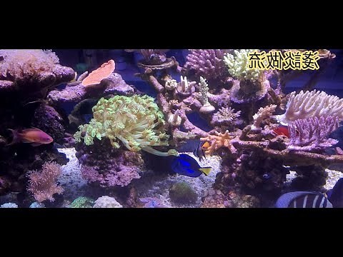 魚缸 水流